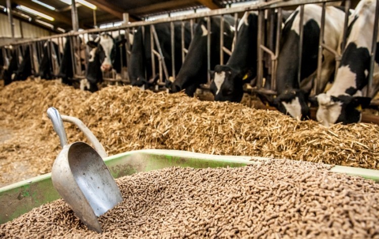 USDA-As-livestock-producers-expand-they-buy-rather-than-grow-feed-1-1